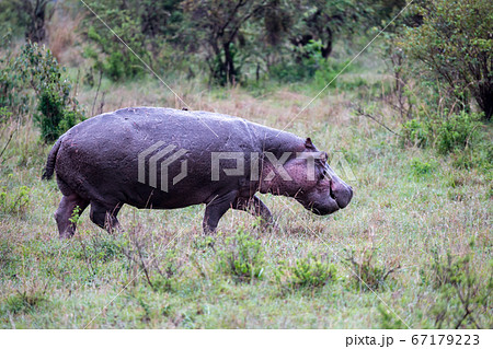 A hippo in the savannah of Kenya 67179223