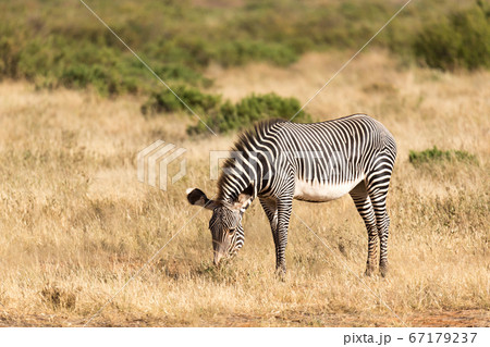 A Grevy Zebra is grazing in the countryside of 67179237