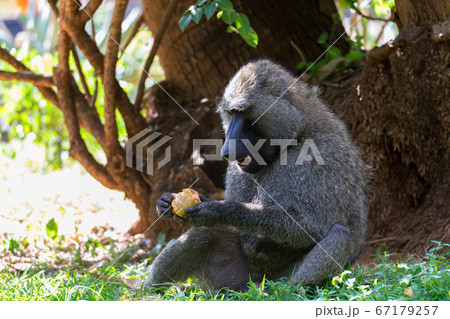 A baboon has found a fruit and eats it 67179257