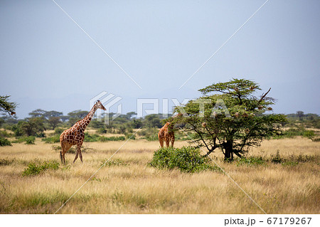 Somalia giraffes eat the leaves of acacia trees 67179267
