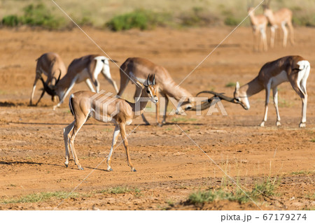 A battle of two Grant Gazelles in the savannah of A battle of two Grant Gazelles in the savannah of 67179274