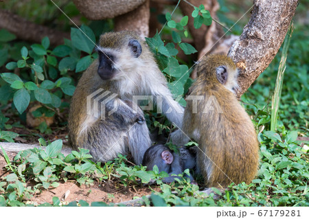 A Vervet family with a little baby monkey A Vervet family with a little baby monkey 67179281