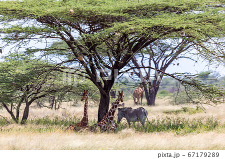 Giraffes and a gravy zebra under the crown of a 67179289