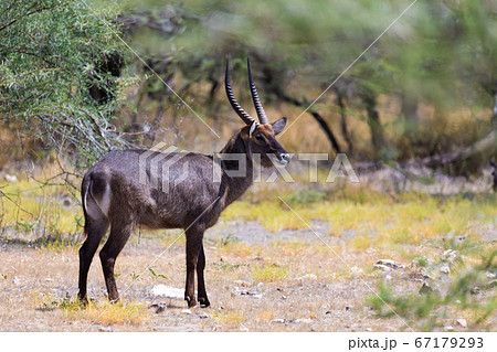 Antelope in the middle of the savannah of Kenya 67179293