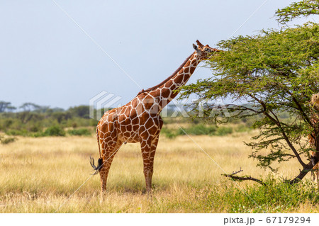 Somalia giraffes eat the leaves of acacia trees Somalia giraffes eat the leaves of acacia trees 67179294