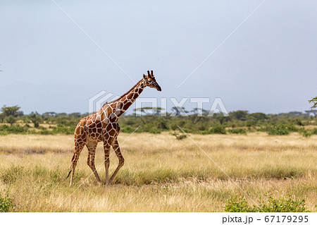 Giraffe walk through the savannah between the Giraffe walk through the savannah between the 67179295