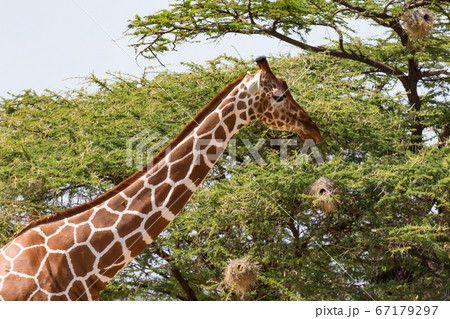 A closeup of a giraffe with many plants in the 67179297