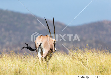 Antelope in the middle of the savannah of Kenya 67179299