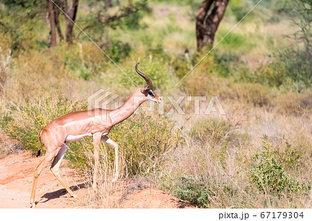 A Gerenuk walks in the grass through the savannah A Gerenuk walks in the grass through the savannah 67179304