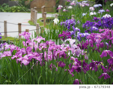 ハナショウブ 67179348