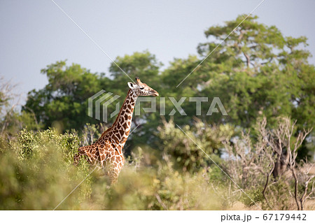 A giraffe is standing between the bush and trees A giraffe is standing between the bush and trees 67179442