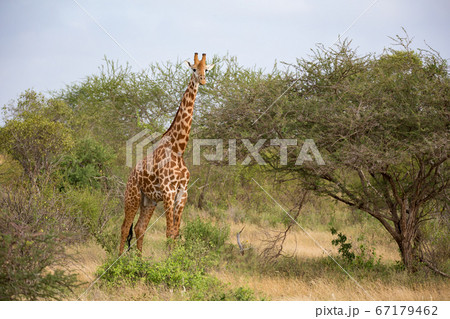 One giraffe is standing between the bush in the One giraffe is standing between the bush in the 67179462