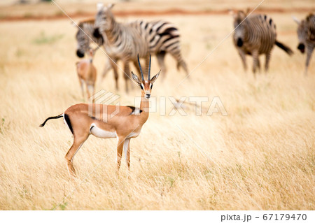 An antelope and some zebras in the savannah of An antelope and some zebras in the savannah of 67179470