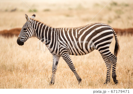 A zebra standing or walking throught the grassland 67179471