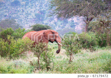 A big red elephant standing between the bush A big red elephant standing between the bush 67179472
