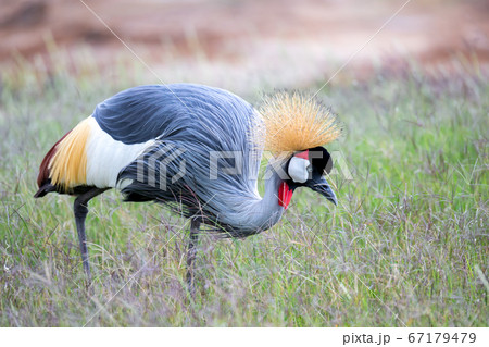 Colorful bird in the savannah of Kenya Colorful bird in the savannah of Kenya 67179479