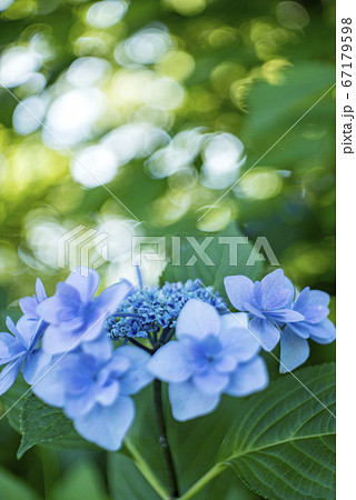 額紫陽花の朝 額紫陽花の朝 67179598