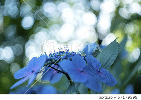 額紫陽花の朝 67179599