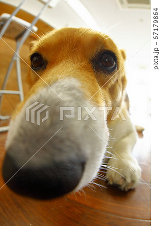 犬 魚眼 の写真素材