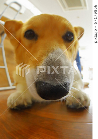 コーギー 魚眼 の写真素材