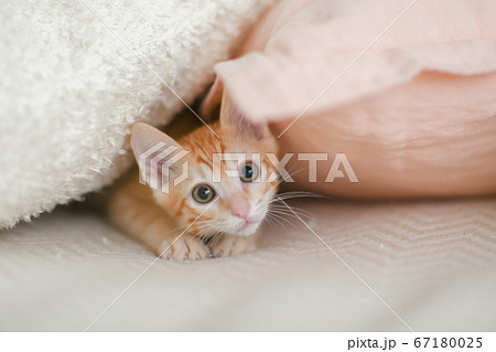 クッションに隠れて遊ぶ茶トラの可愛い子猫の写真素材