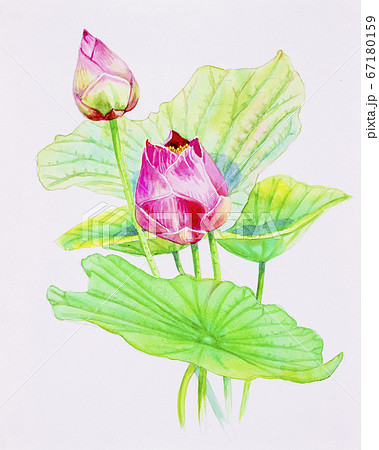 Painting pink bouqet, happy postcard colorful Painting pink bouqet, happy postcard colorful 67180159