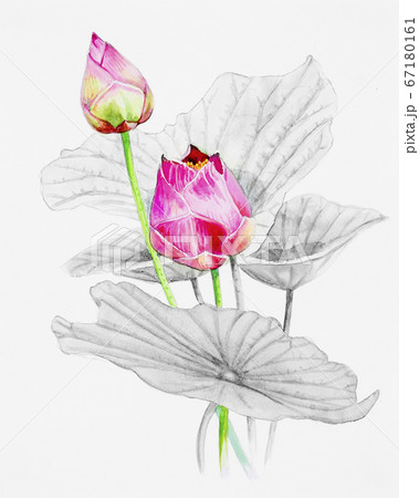 Painting pink bouqet, happy postcard colorful Painting pink bouqet, happy postcard colorful 67180161