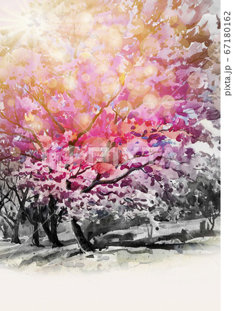Painting watercolor of wild himalayan cherry Painting watercolor of wild himalayan cherry 67180162