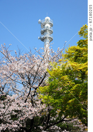あいち健康の森公園の桜 67180205