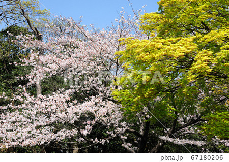 あいち健康の森公園の桜 67180206