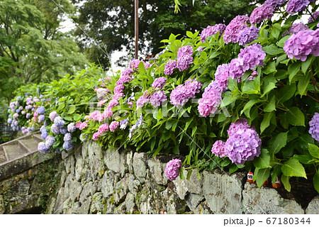 大阪府 箕面市 勝尾寺の紫陽花の写真素材