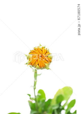 キンセンカ・アルファ キンセンカ・アルファ 67180574