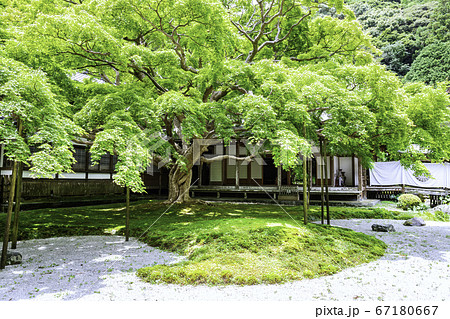 新緑の緑が美しい雷山千如寺大悲王院(福岡県糸島市) 新緑の緑が美しい雷山千如寺大悲王院(福岡県糸島市) 67180667