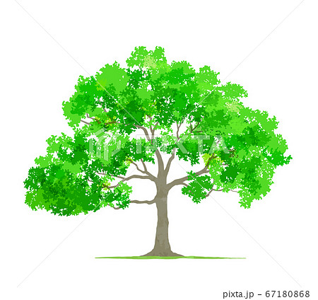木のイラストのイラスト素材