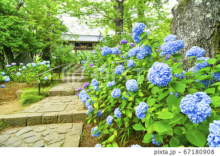 仙台のアジサイのお寺 仙台のアジサイのお寺 67180908