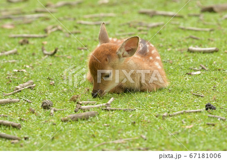 うたた寝 67181006