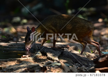 Lesser Mouse-deer or Lesser Oriental Chevrotain Lesser Mouse-deer or Lesser Oriental Chevrotain 67181078
