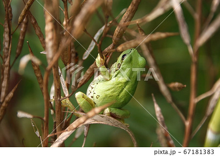 ヒガシニホンアマガエル 67181383