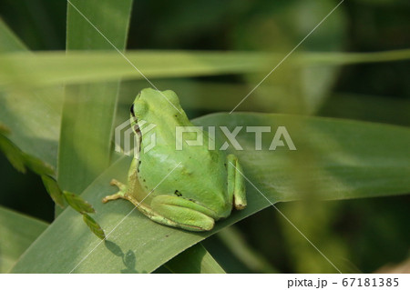 ヒガシニホンアマガエル 67181385
