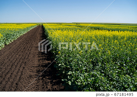 Landscape with rapeseed field and blue sky. Focus on the foreground. 67181495