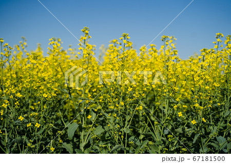 A single branch of blooming rapeseed, blooming canola, yellow flowers in spring 67181500