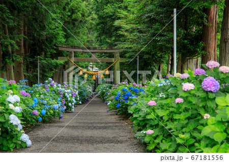 磯山神社紫陽花咲く参道 67181556
