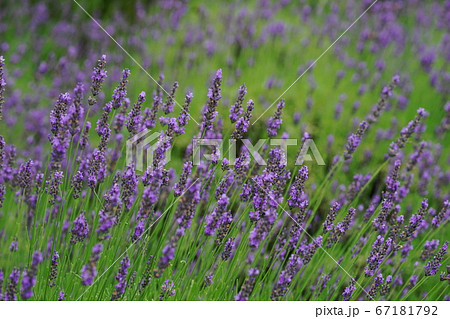 7月　佐野81ラベンダー･シソ科･みかもハーブ園 67181792