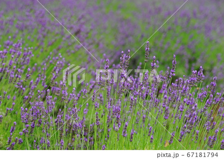 7月　佐野79ラベンダー･シソ科･みかもハーブ園 67181794