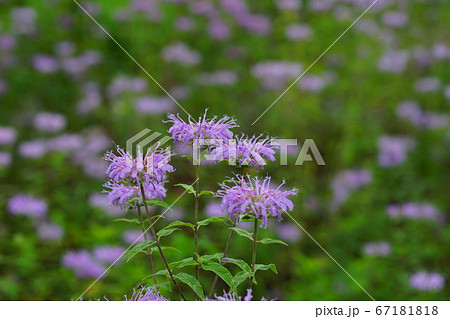 7月 佐野57ベルガモット(モナルダ)・シソ科・みかもハーブ園 7月 佐野57ベルガモット(モナルダ)・シソ科・みかもハーブ園 67181818