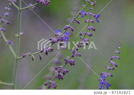 7月 佐野53ロシアンセージ シソ科 みかもハーブ園の写真素材