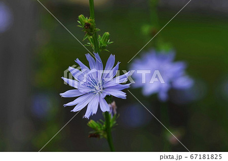 7月 佐野50チコリー・キク科・みかもハーブ園 7月 佐野50チコリー・キク科・みかもハーブ園 67181825