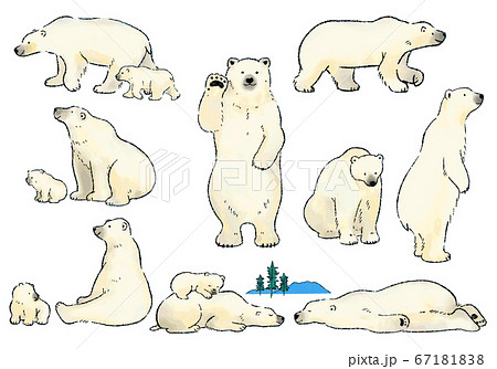 Hand Drawn Watercolor Polar Bear Illustration Stock Illustration