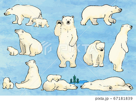 Hand drawn watercolor polar bear illustration... - Stock