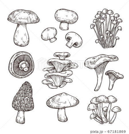 Sketch mushroom. Nature ingredients, tasty mushrooms champignon portobello. Isolated vegetarian food, gourmet forest elements vector set Sketch mushroom. Nature ingredients, tasty mushrooms champignon portobello. Isolated vegetarian food, gourmet forest elements vector set 67181869